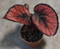 2" Begonia Rex Red Kiss